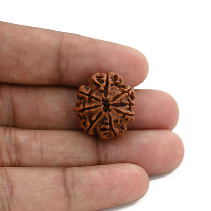 8 Mukhi Rudraksha (Nepal) 21 M.M.