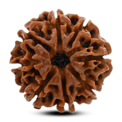 8 Mukhi Rudraksha (Nepal) 20.81 M.M.