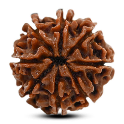 8 Mukhi Rudraksha (Nepal) 20.81 M.M.