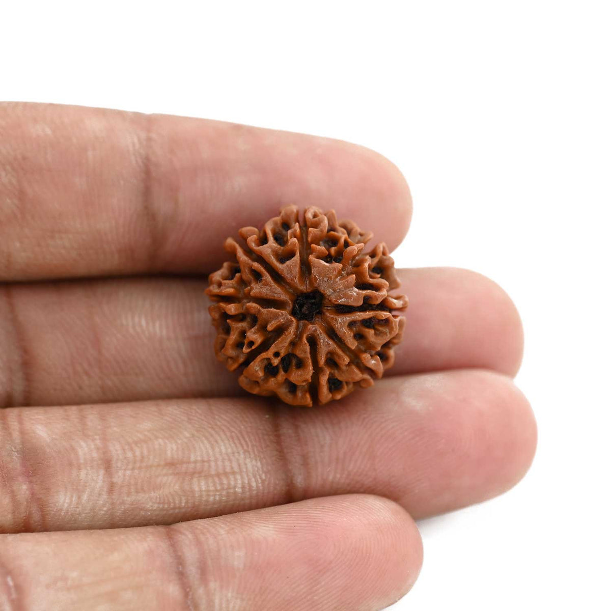 8 Mukhi Rudraksha (Nepal) 20.81 M.M.