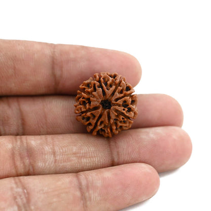 8 Mukhi Rudraksha (Nepal) 20.81 M.M.
