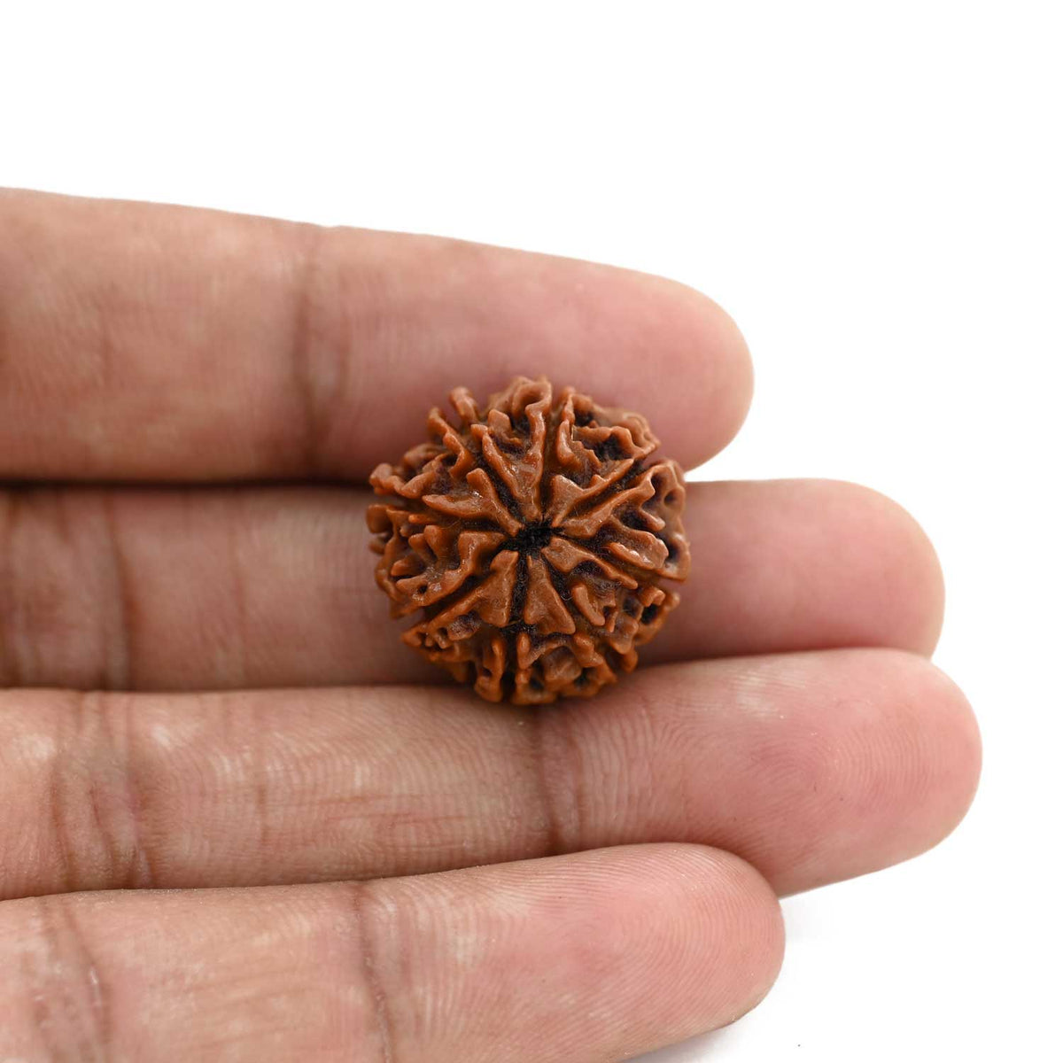 8 Mukhi Rudraksha (Nepal) 20.81 M.M.
