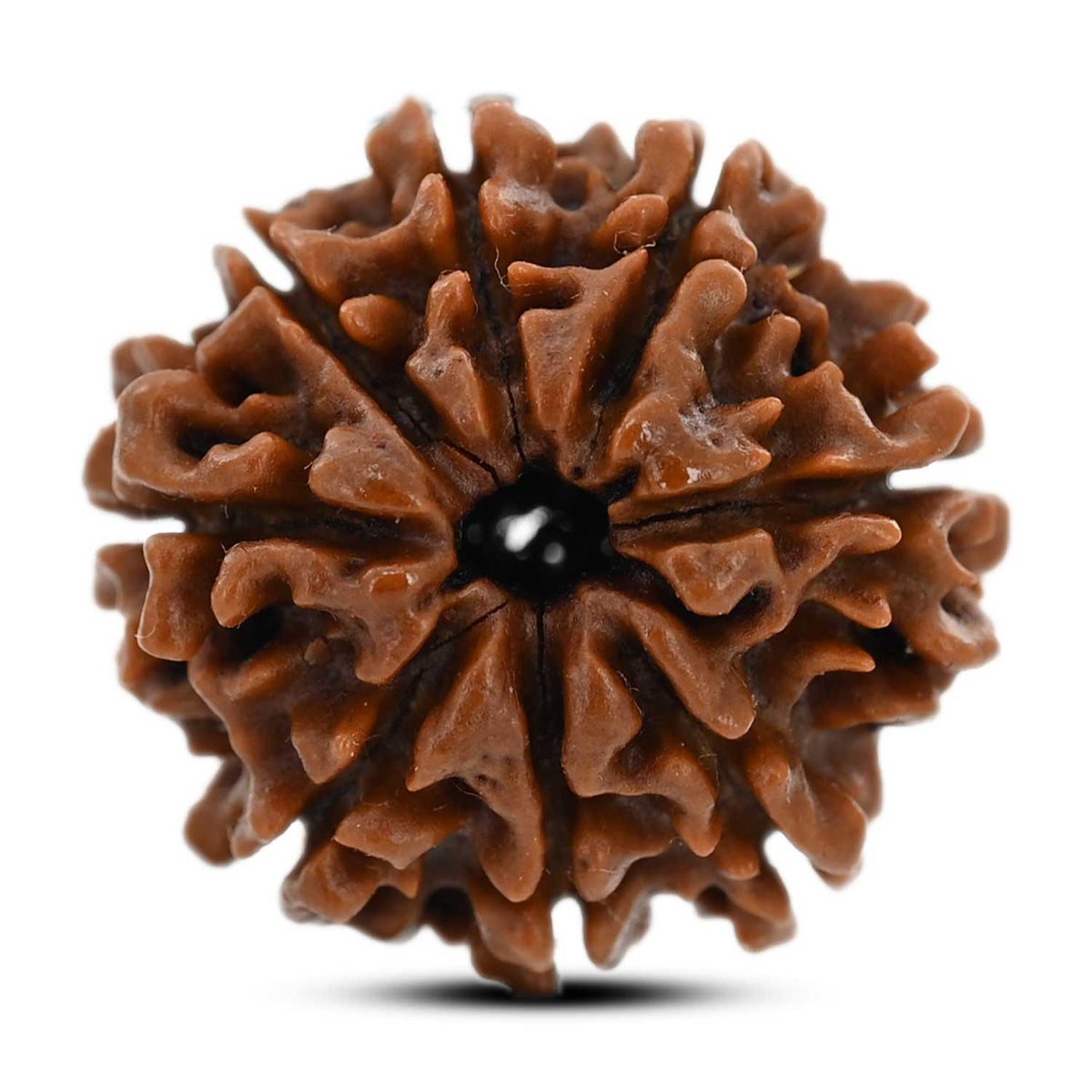 8 Mukhi Rudraksha (Nepal) 22.06 M.M.