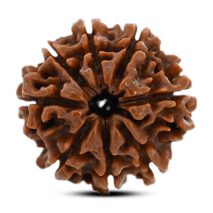 8 Mukhi Rudraksha (Nepal) 22.06 M.M.