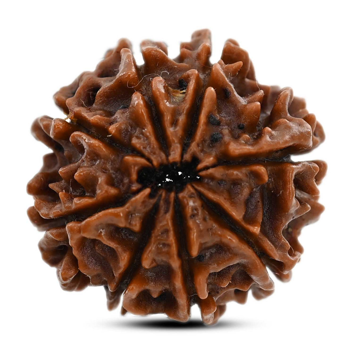 8 Mukhi Rudraksha (Nepal) 22.06 M.M.