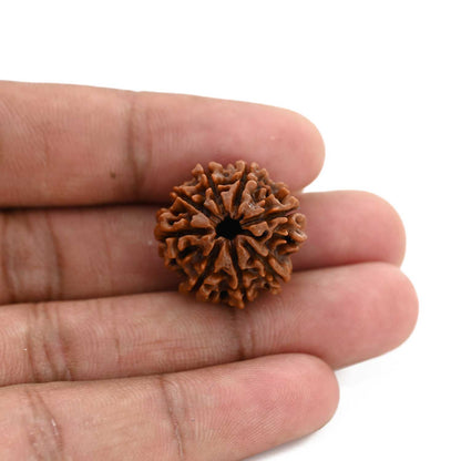 8 Mukhi Rudraksha (Nepal) 22.06 M.M.