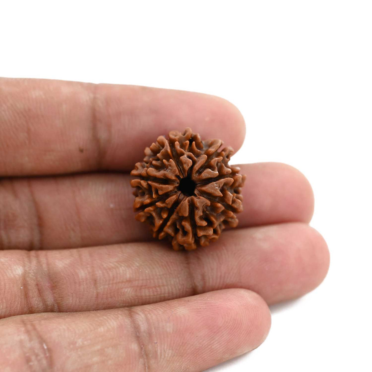 8 Mukhi Rudraksha (Nepal) 22.06 M.M.