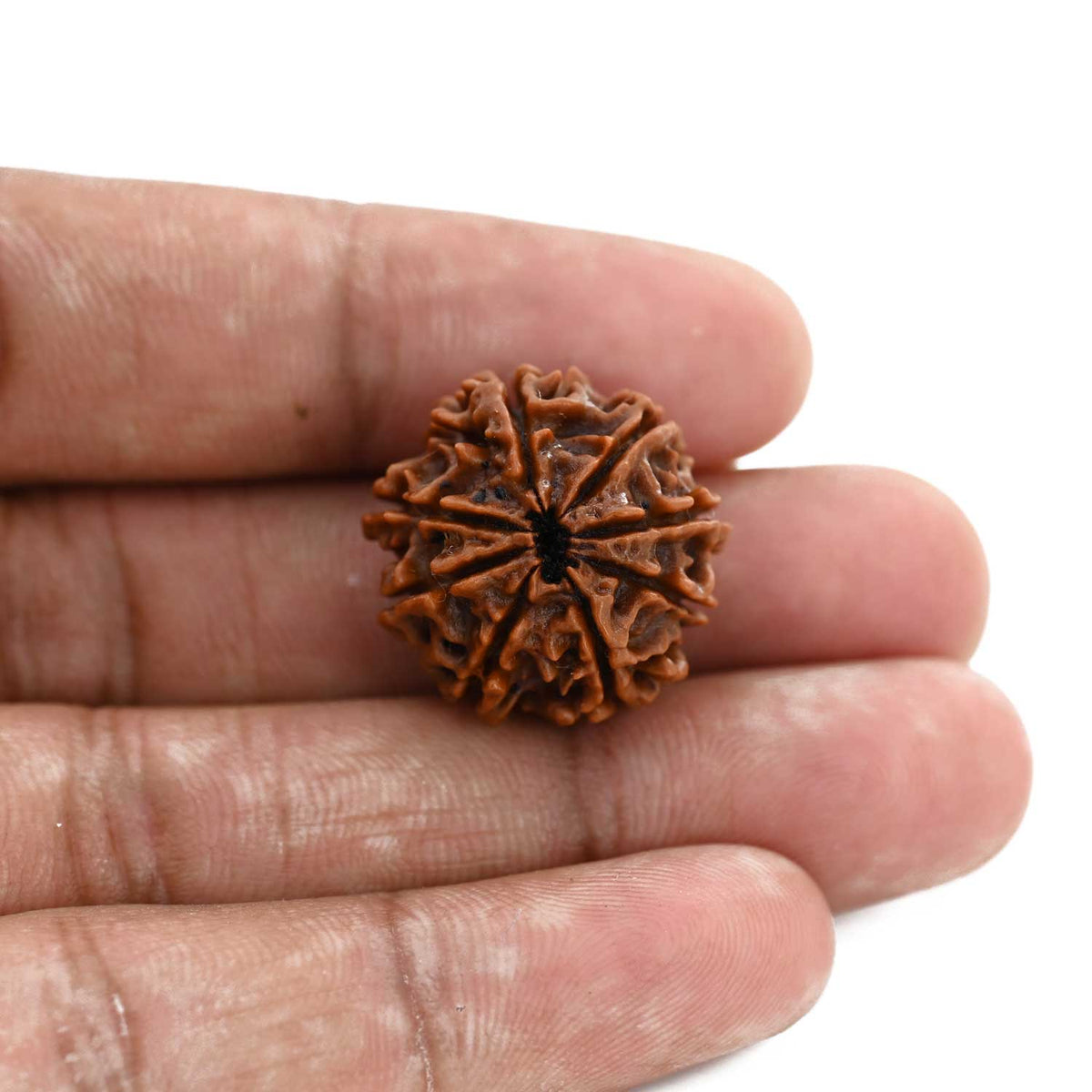 8 Mukhi Rudraksha (Nepal) 22.06 M.M.