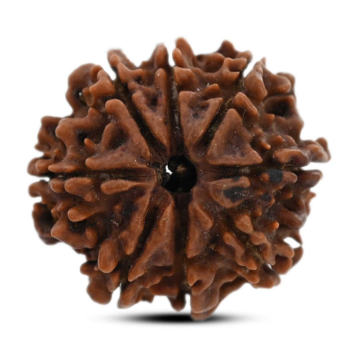 8 Mukhi Rudraksha (Nepal) 22.01 M.M.