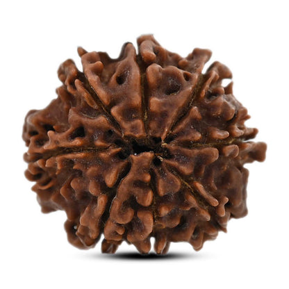 8 Mukhi Rudraksha (Nepal) 22.01 M.M.