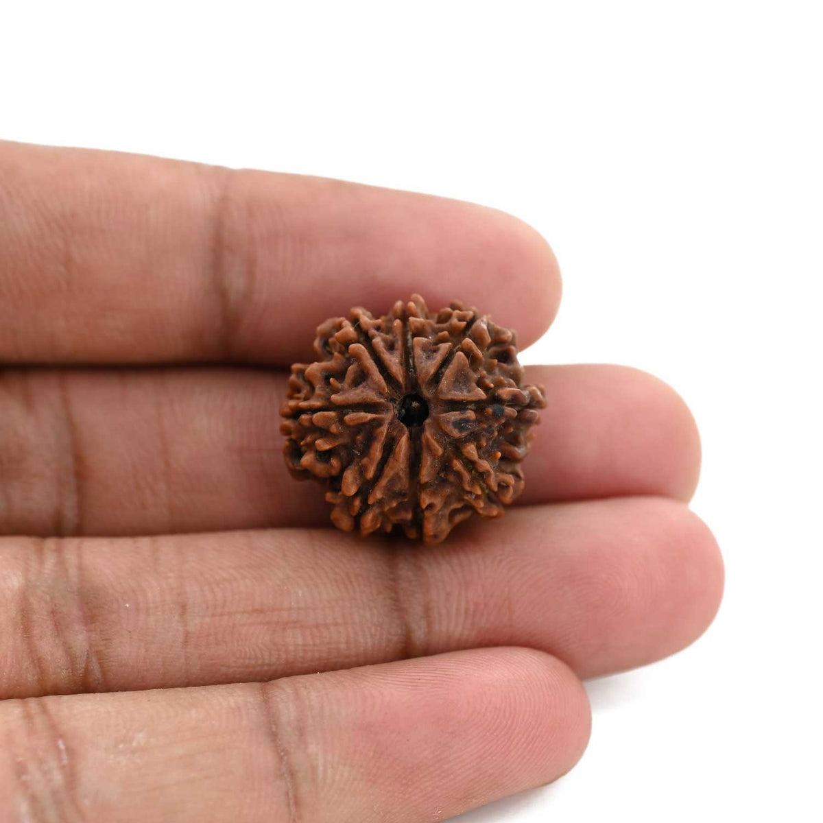 8 Mukhi Rudraksha (Nepal) 22.01 M.M.