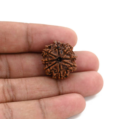 8 Mukhi Rudraksha (Nepal) 22.01 M.M.