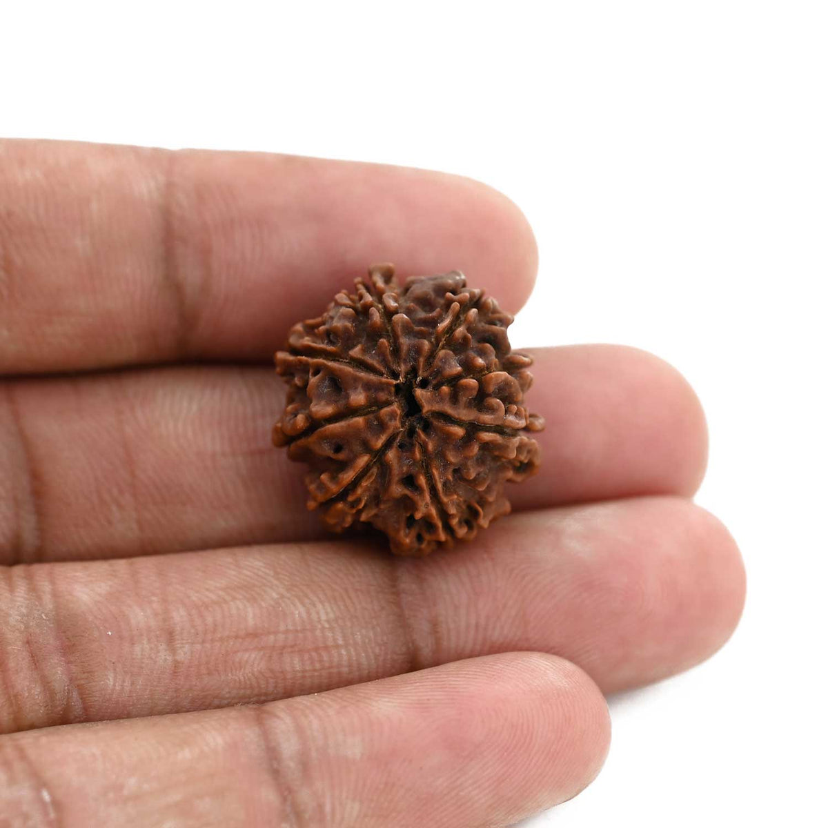8 Mukhi Rudraksha (Nepal) 22.01 M.M.