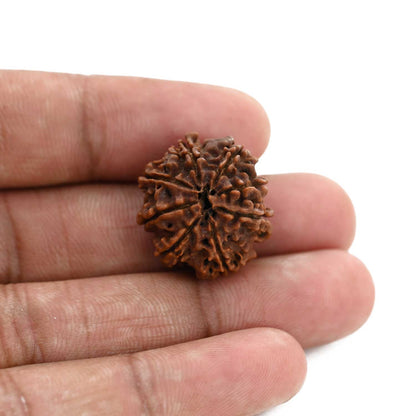 8 Mukhi Rudraksha (Nepal) 22.01 M.M.