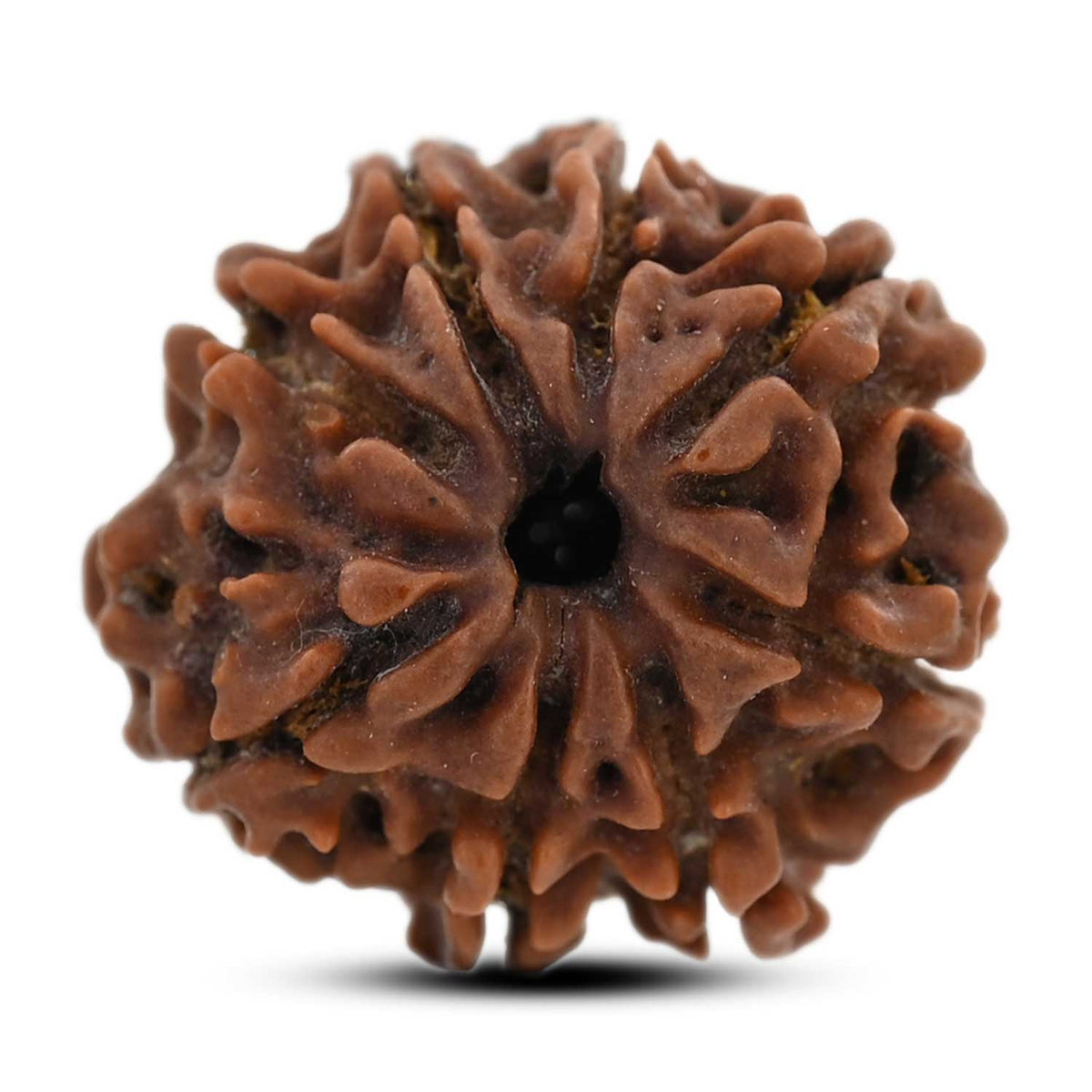 8 Mukhi Rudraksha (Nepal) 21.13 M.M.