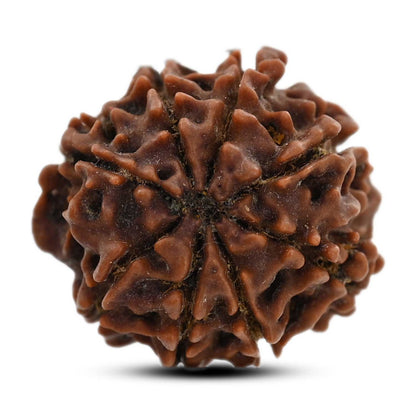 8 Mukhi Rudraksha (Nepal) 21.13 M.M.