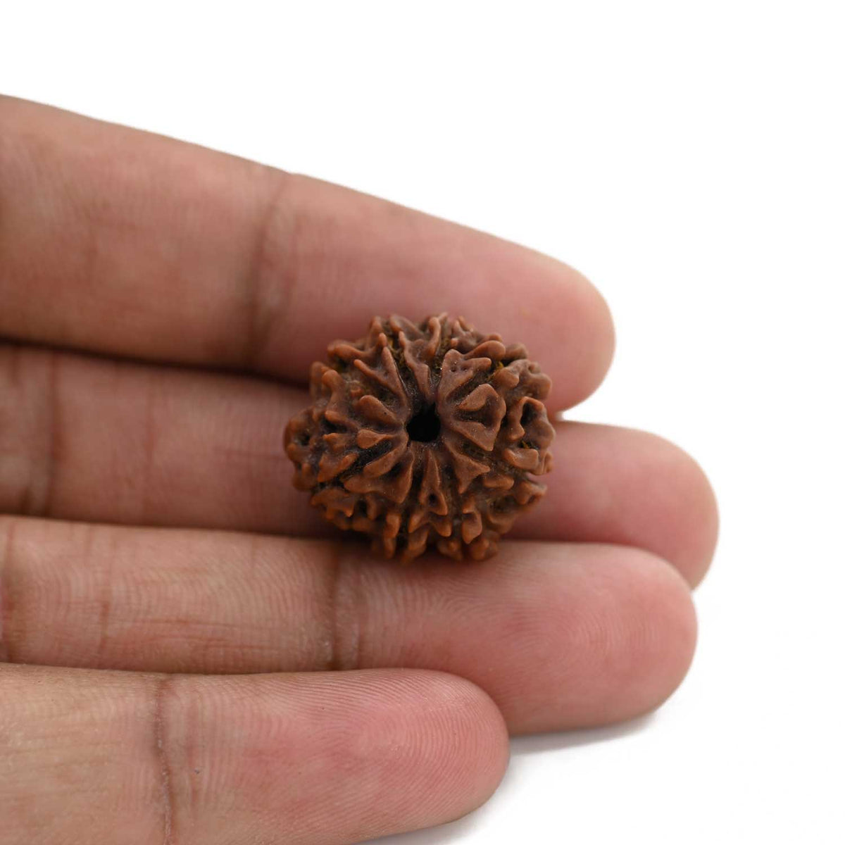 8 Mukhi Rudraksha (Nepal) 21.13 M.M.