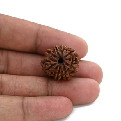 8 Mukhi Rudraksha (Nepal) 21.13 M.M.