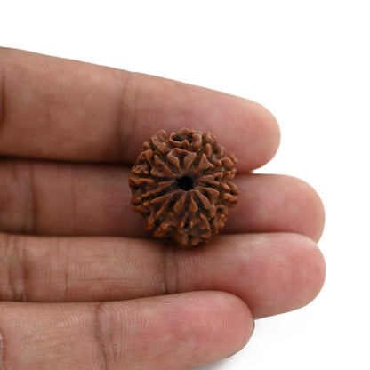 8 Mukhi Rudraksha (Nepal) 21.13 M.M.