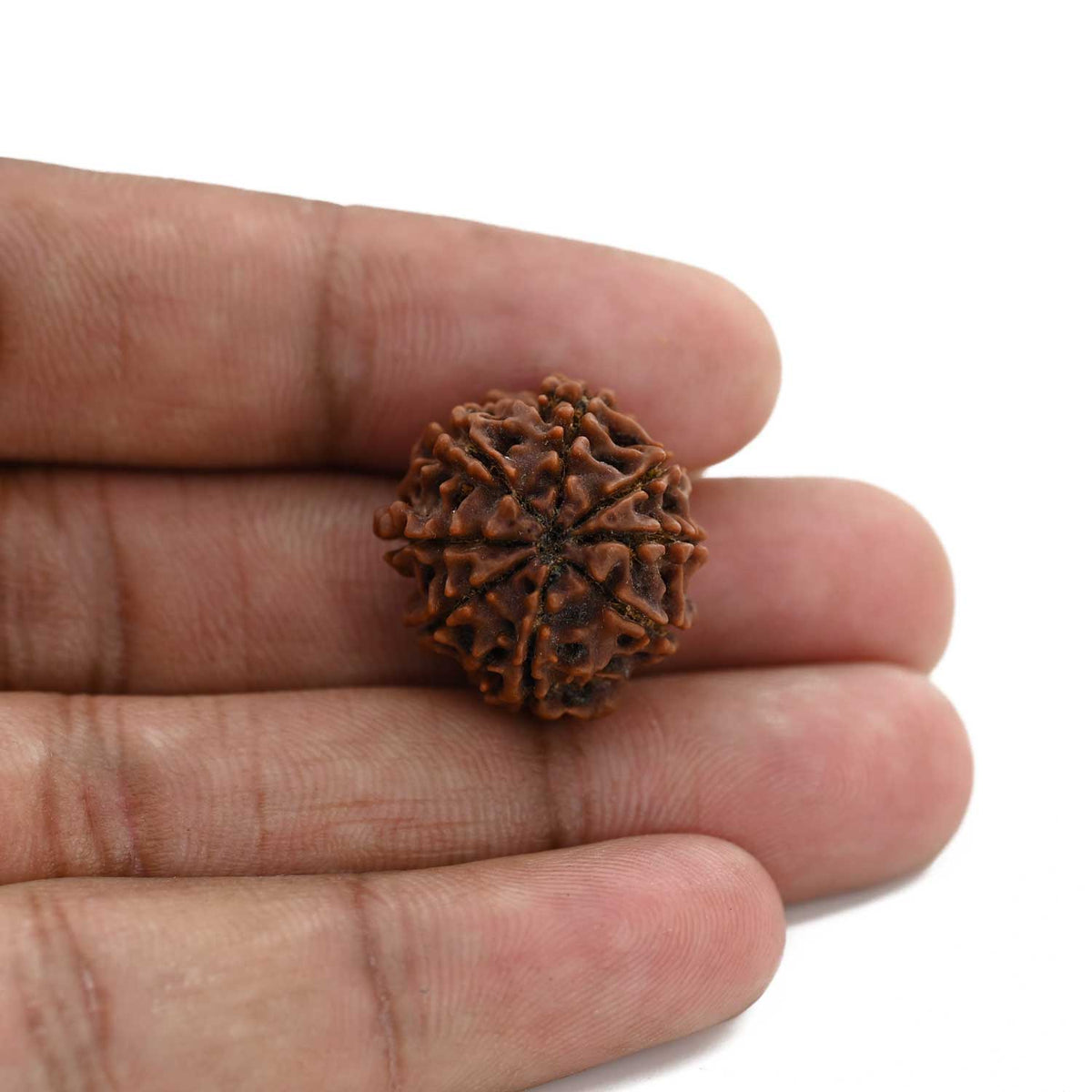 8 Mukhi Rudraksha (Nepal) 21.13 M.M.