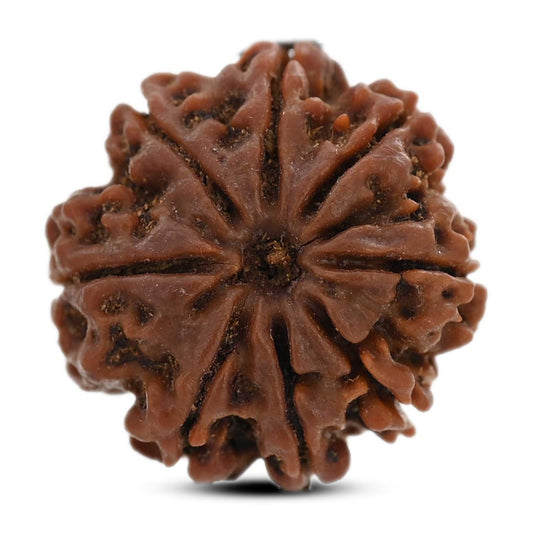 8 Mukhi Rudraksha (Nepal) 20.09 M.M.