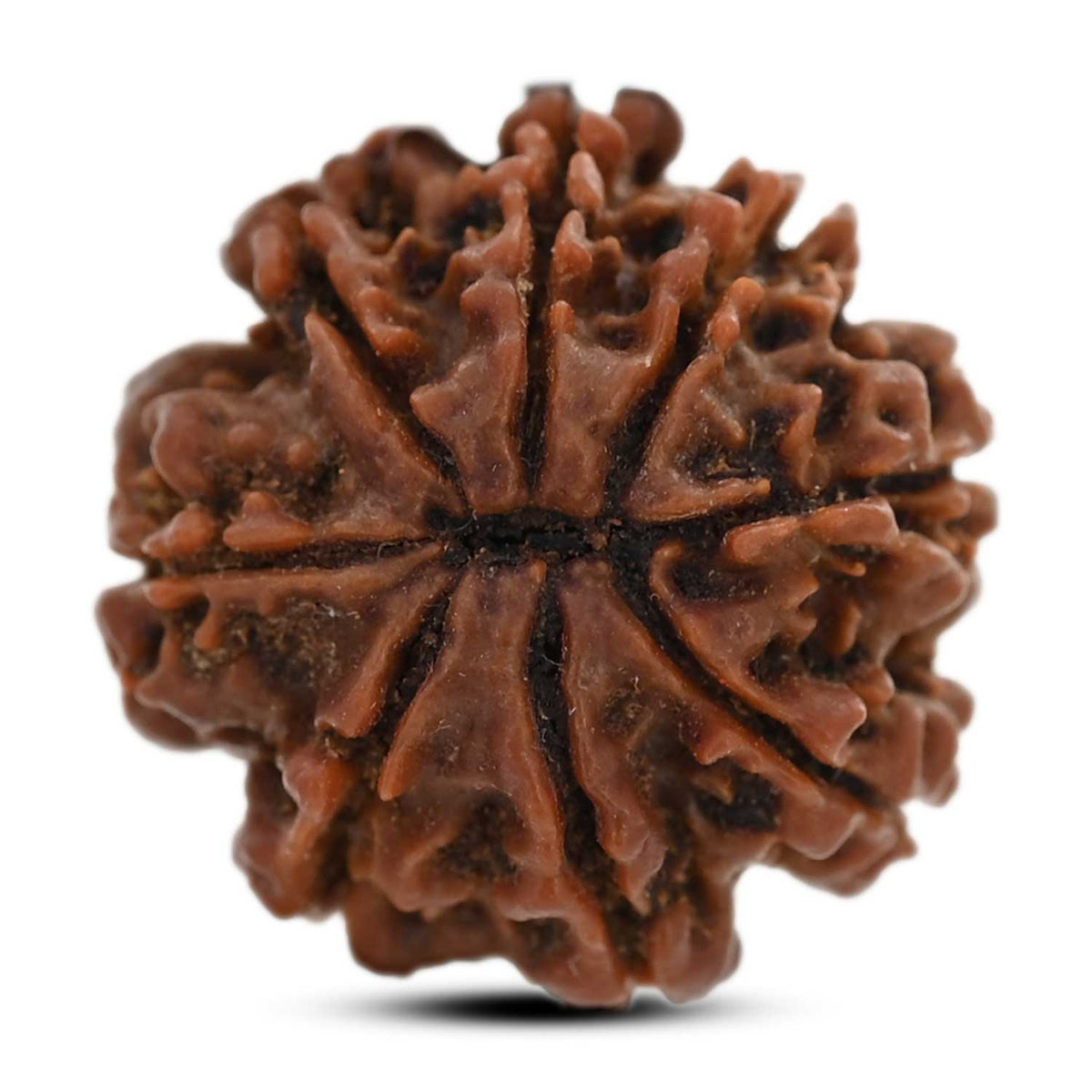8 Mukhi Rudraksha (Nepal) 20.09 M.M.