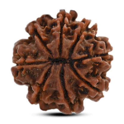 8 Mukhi Rudraksha (Nepal) 20.09 M.M.