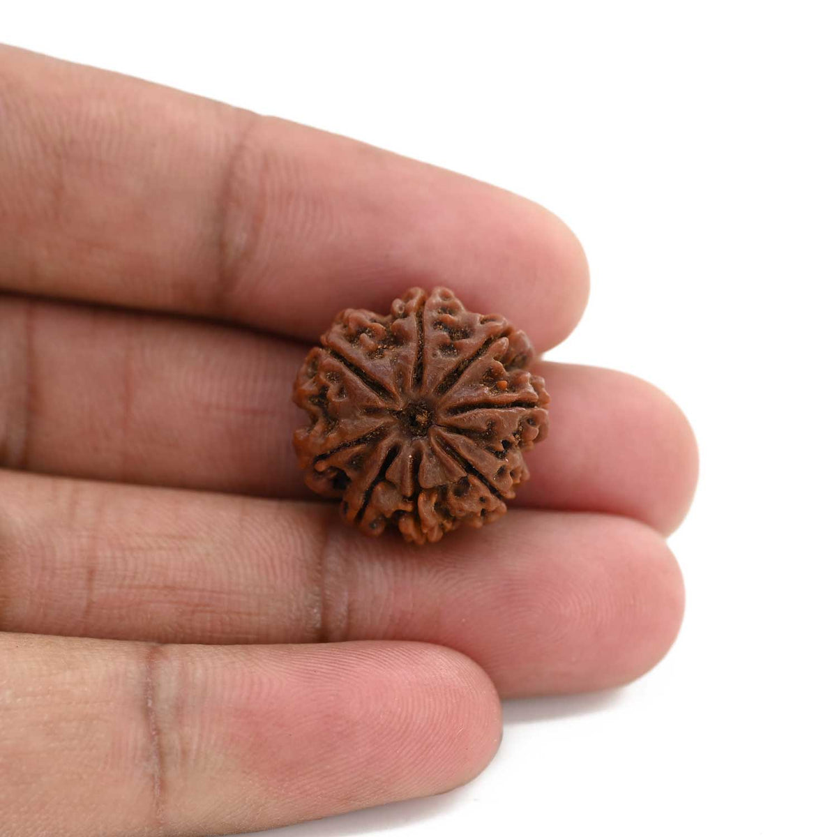 8 Mukhi Rudraksha (Nepal) 20.09 M.M.