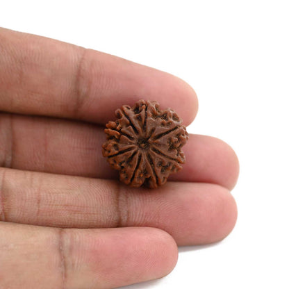 8 Mukhi Rudraksha (Nepal) 20.09 M.M.