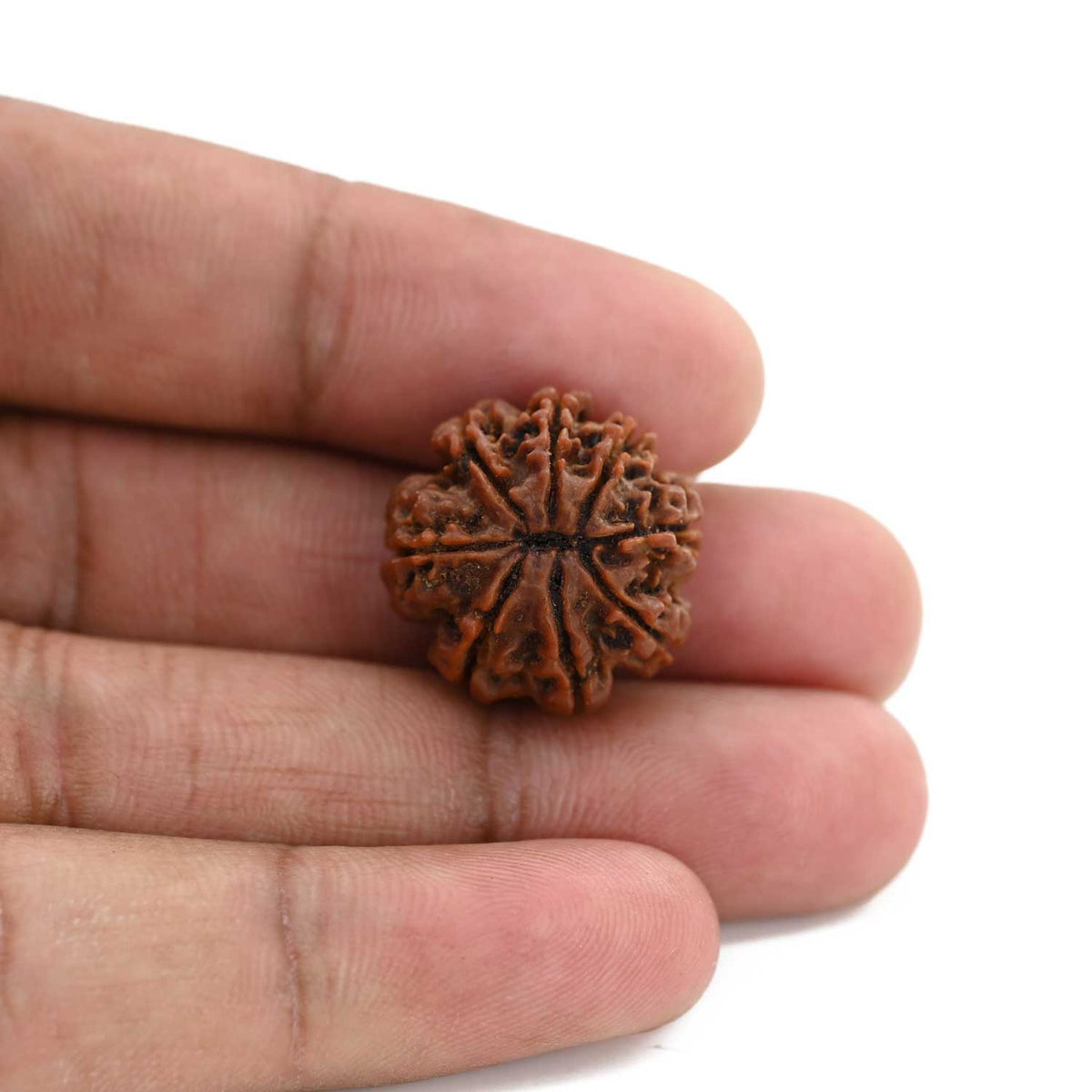 8 Mukhi Rudraksha (Nepal) 20.09 M.M.