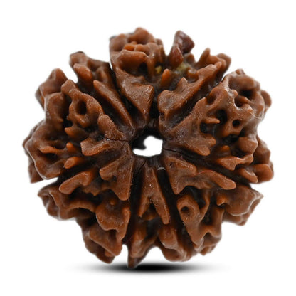 8 Mukhi Rudraksha (Nepal) 23 M.M.