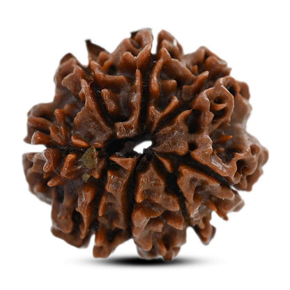 8 Mukhi Rudraksha (Nepal) 23 M.M.