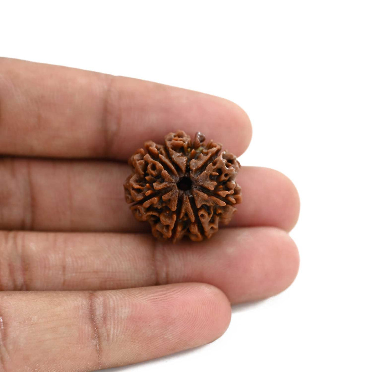 8 Mukhi Rudraksha (Nepal) 23 M.M.
