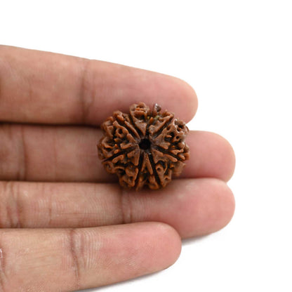 8 Mukhi Rudraksha (Nepal) 23 M.M.