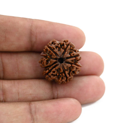 8 Mukhi Rudraksha (Nepal) 23 M.M.