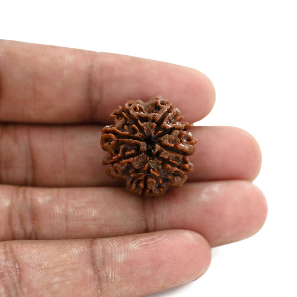 8 Mukhi Rudraksha (Nepal) 23 M.M.