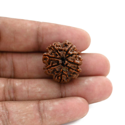 8 Mukhi Rudraksha (Nepal) 23 M.M.