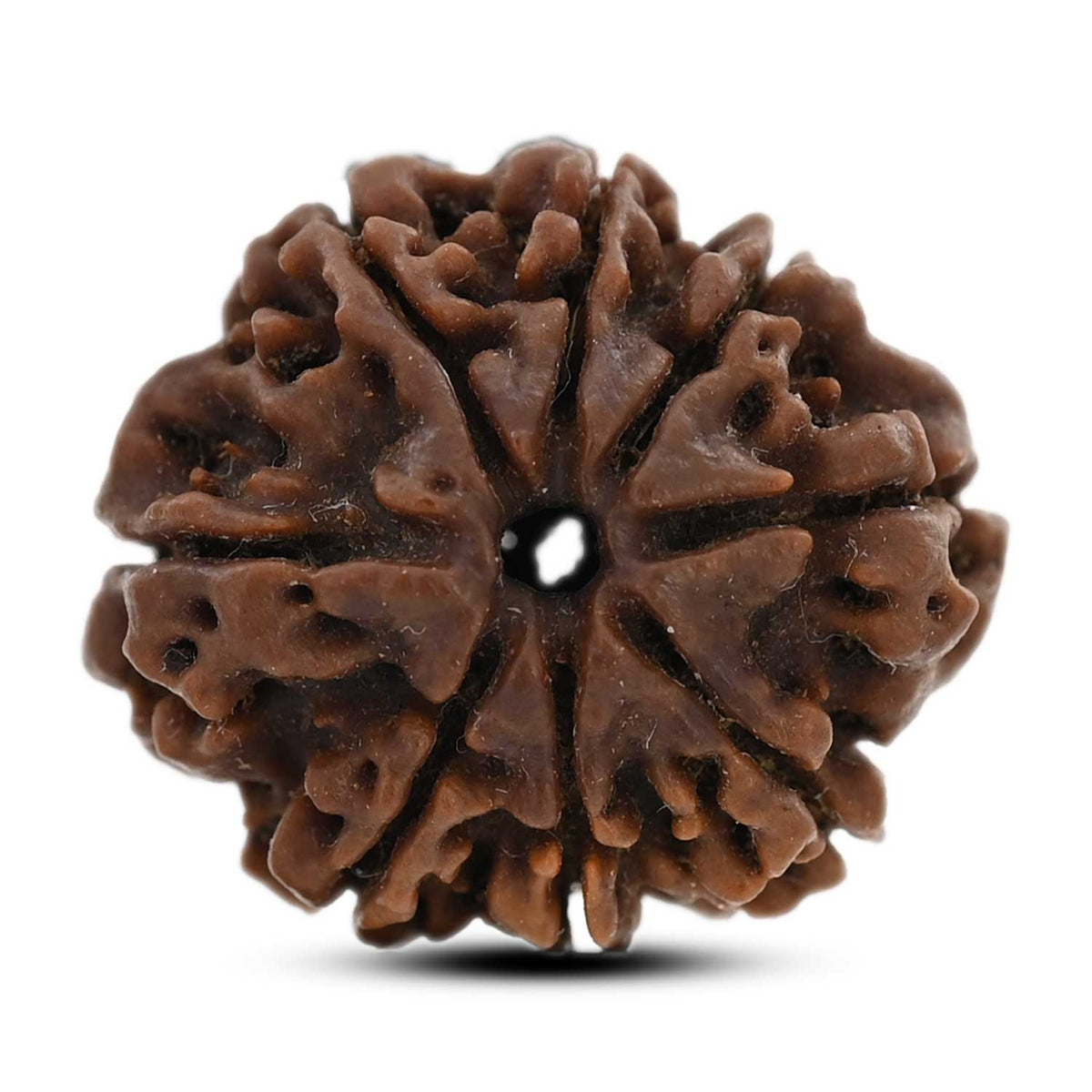 8 Mukhi Rudraksha (Nepal) 21.78 M.M.