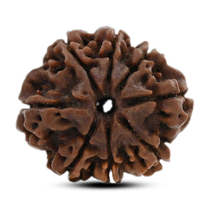 8 Mukhi Rudraksha (Nepal) 21.78 M.M.
