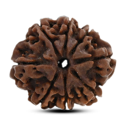 8 Mukhi Rudraksha (Nepal) 21.78 M.M.
