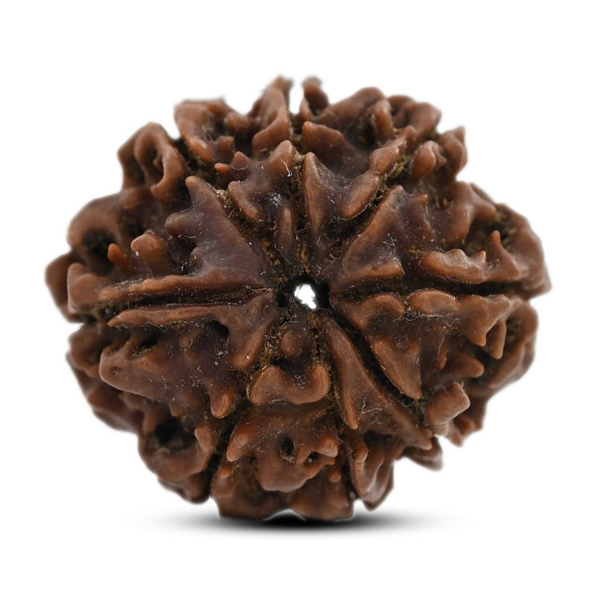 8 Mukhi Rudraksha (Nepal) 21.78 M.M.