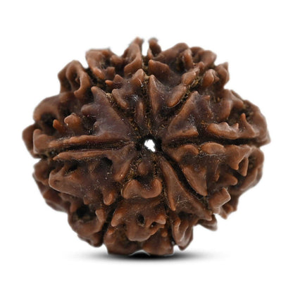 8 Mukhi Rudraksha (Nepal) 21.78 M.M.