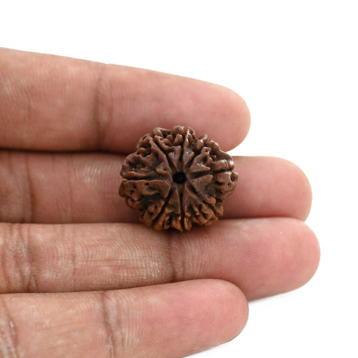 8 Mukhi Rudraksha (Nepal) 21.78 M.M.