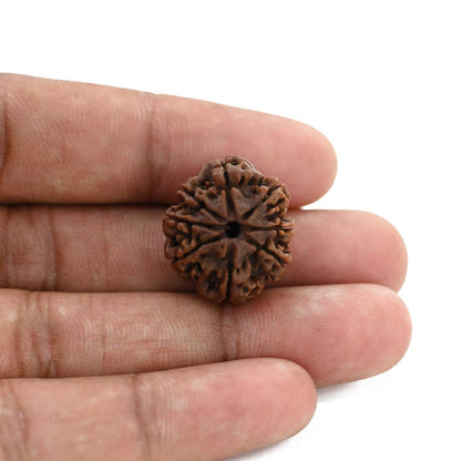 8 Mukhi Rudraksha (Nepal) 21.78 M.M.