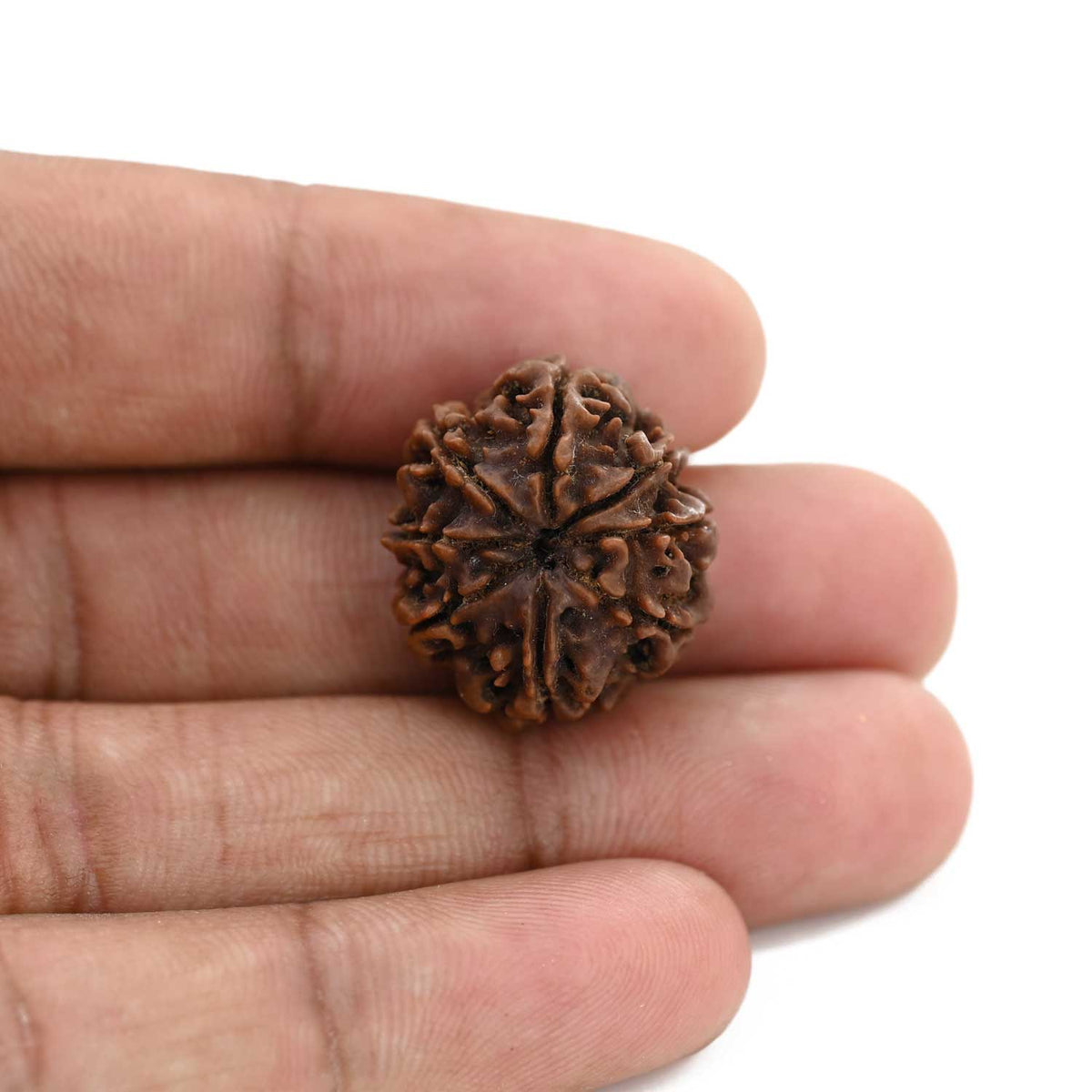 8 Mukhi Rudraksha (Nepal) 21.78 M.M.