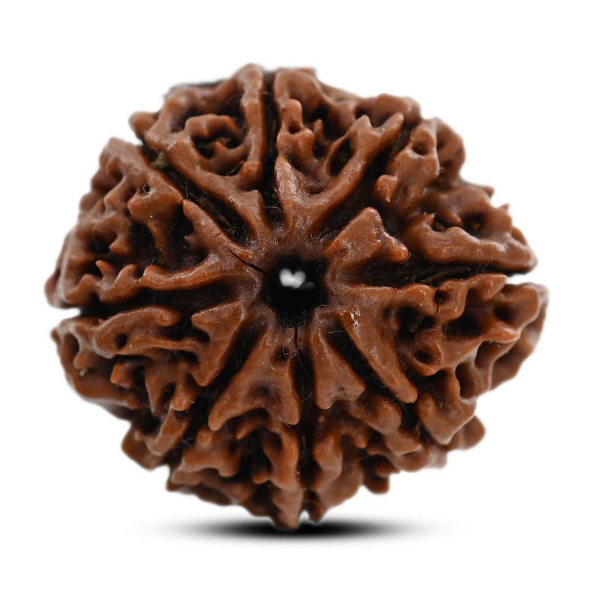 8 Mukhi Rudraksha (Nepal) 23.07 M.M.