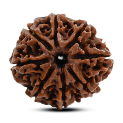 8 Mukhi Rudraksha (Nepal) 23.07 M.M.