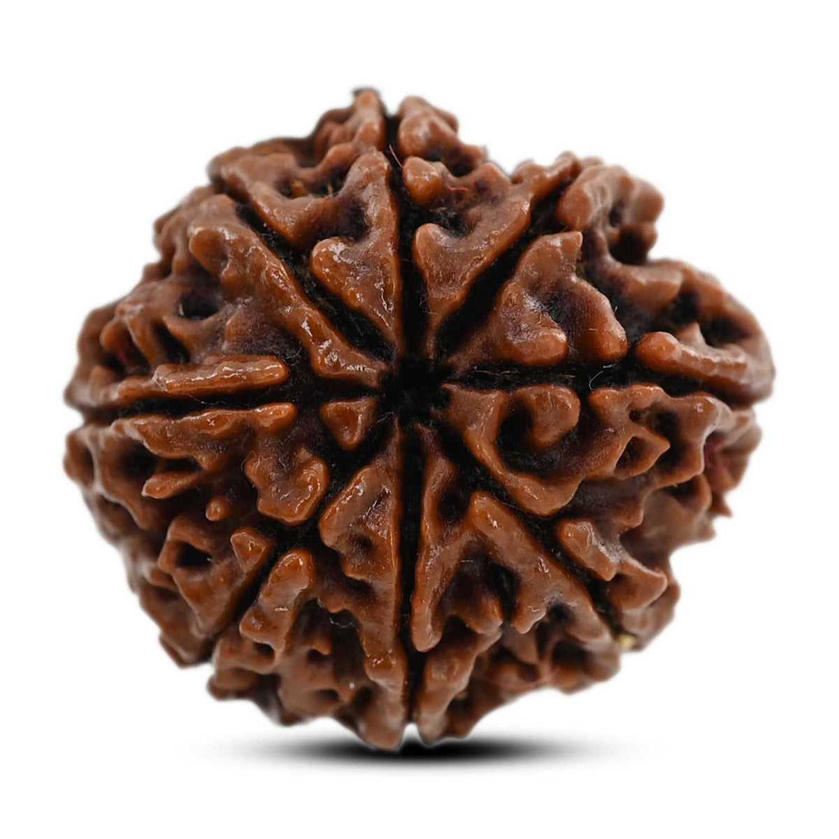8 Mukhi Rudraksha (Nepal) 23.07 M.M.