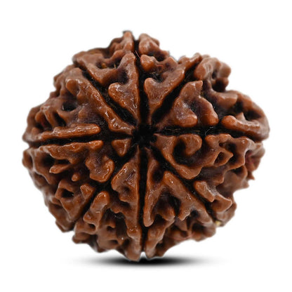 8 Mukhi Rudraksha (Nepal) 23.07 M.M.