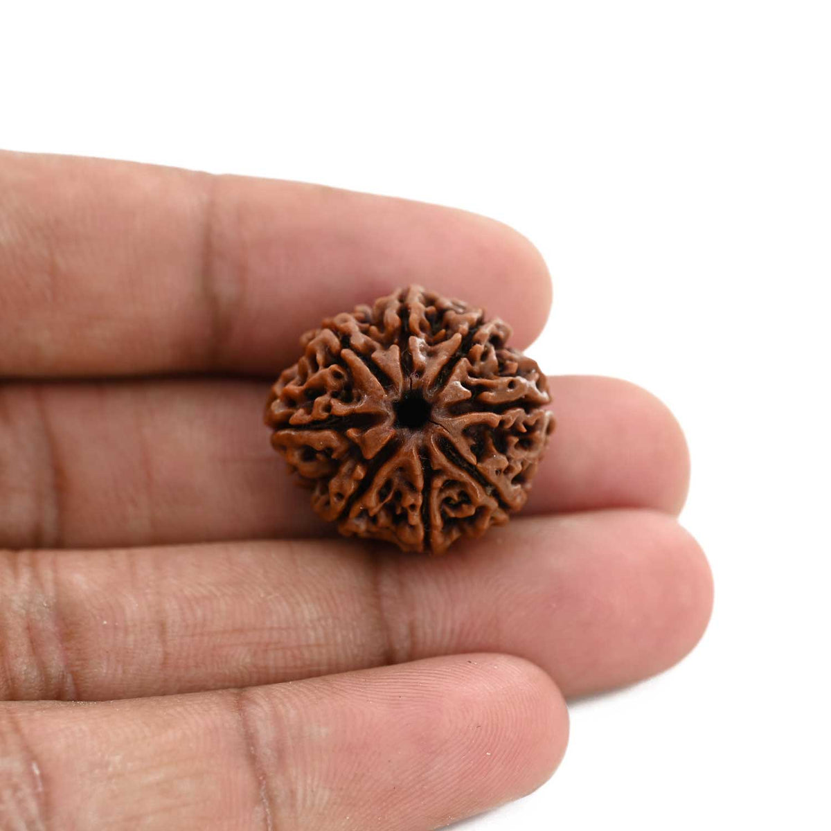 8 Mukhi Rudraksha (Nepal) 23.07 M.M.